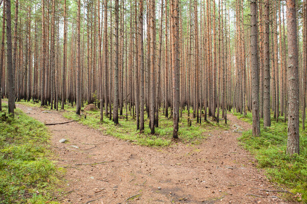 Выращивание леса после пожара
