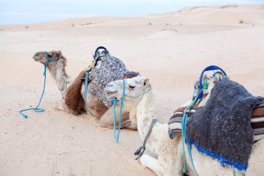 sahara Çölü'nde hörgüçlü deve dinlenme