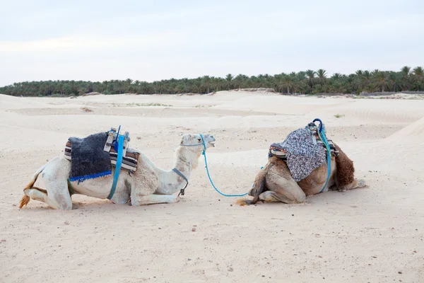 Odpoczynek dromadery wielbłądy w pustyni sahara — Zdjęcie stockowe