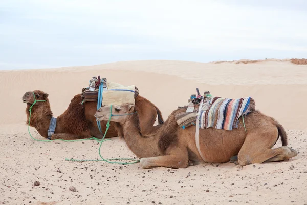 Resting camels dromedaries in Sahara desert — Stock Photo, Image