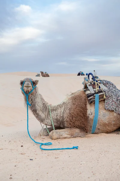 One dromedary camel laying on sand dune in desert — Stock Photo, Image