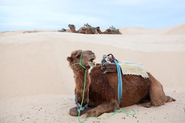 Camel dromedary at rest in Sahara desert — Stock Photo, Image