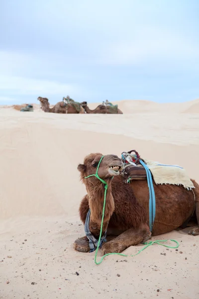 Wielbłąd dromader w spoczynku w pustyni sahara — Zdjęcie stockowe