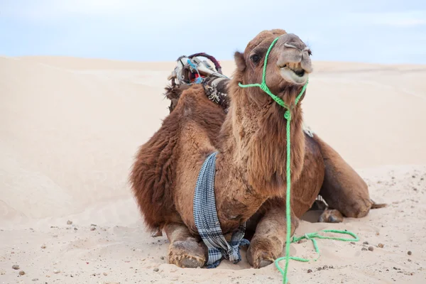 Wielbłąd dromader jeden na wydmy pustyni — Zdjęcie stockowe