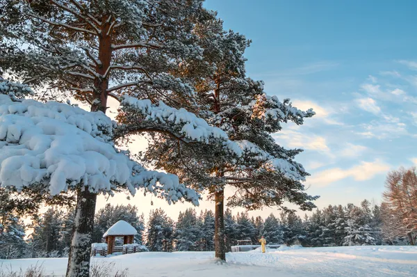 Winterkiefern im immergrünen Wald mit Sonnenuntergang am Himmel — Stockfoto