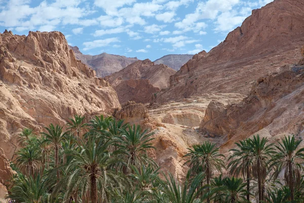 Mountain terrain in Africa with palm trees — Stock Photo, Image