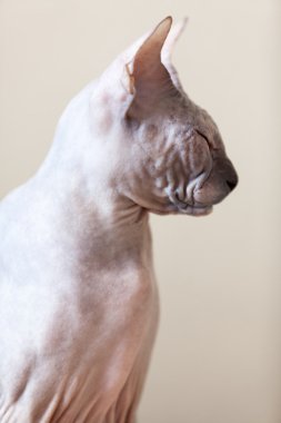 Sphynx tüysüz kedi portre