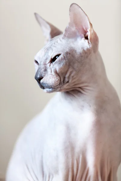 Esfinge sin pelo gato retrato —  Fotos de Stock