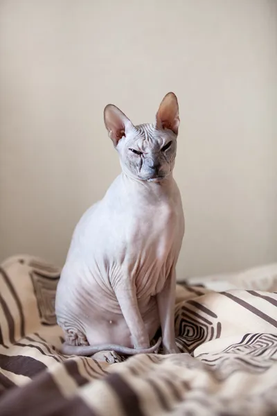 Esfinge gato sem pêlos retrato — Fotografia de Stock