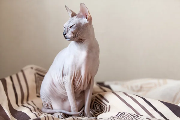 Sphynx hairless cat portrait — Stock Photo, Image