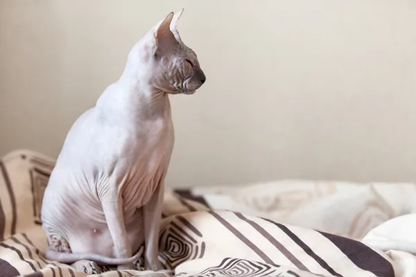 Esfinge de gato tranquilo sentado en una cama en el dormitorio —  Fotos de Stock