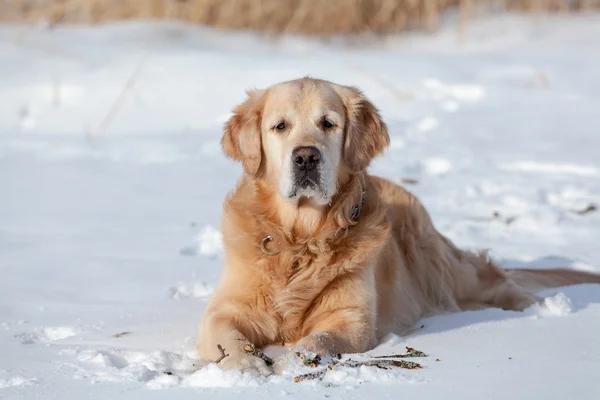 Dog on snow — Stock Photo, Image