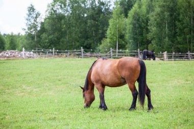 yeşil alan üzerinde kahverengi at