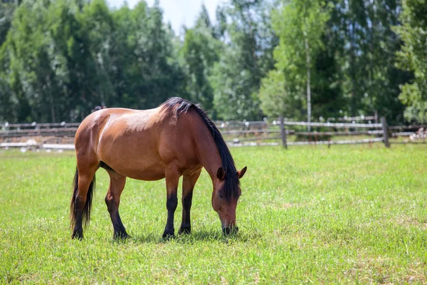 Cavallo di castagno con criniera nera al pascolo in campo in estate — Foto Stock