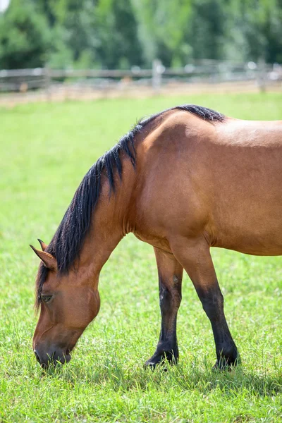 Cavallo castagno al pascolo nel prato — Foto Stock