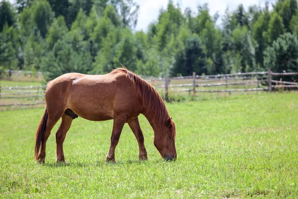 板栗匹马在草地上放牧 — 图库照片