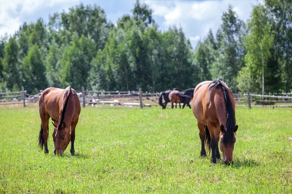 Deux chevaux de châtaignier broutant dans le champ — Photo