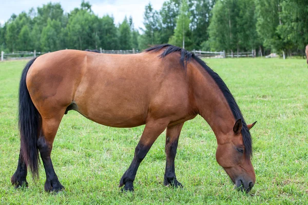 Brązowy koń na zielone pole — Zdjęcie stockowe