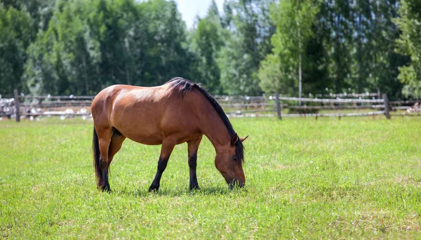 Cavallo castagno al pascolo nel prato — Foto Stock