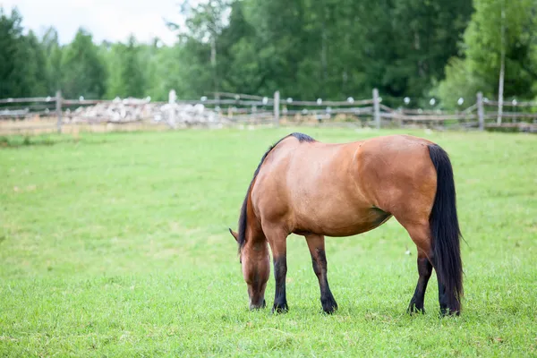 Cavallo castagno al pascolo nel prato — Foto Stock