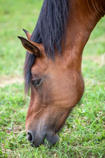 Kasztanowe Koń jedzący trawę młodych — Zdjęcie stockowe