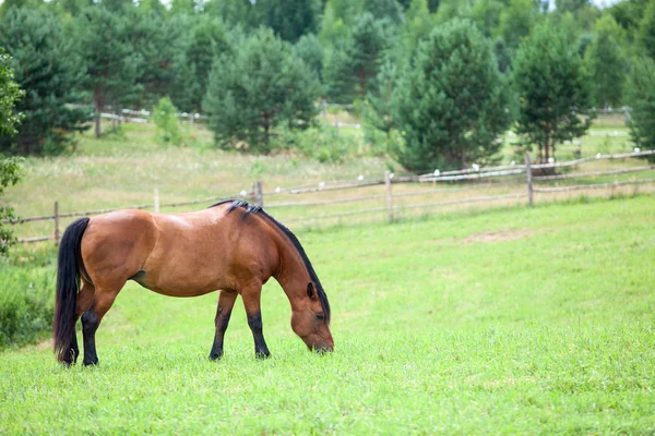 Cavallo castagno al pascolo nel prato — Foto Stock