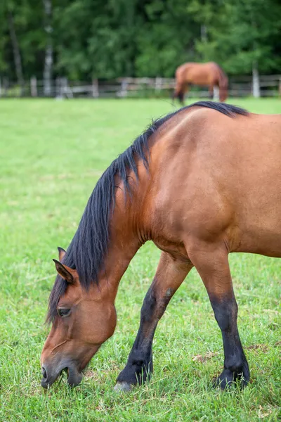 Cavallo castagno al pascolo nel prato — Foto Stock