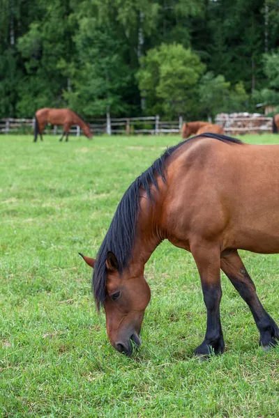 Cavallo bruno sul campo verde — Foto Stock