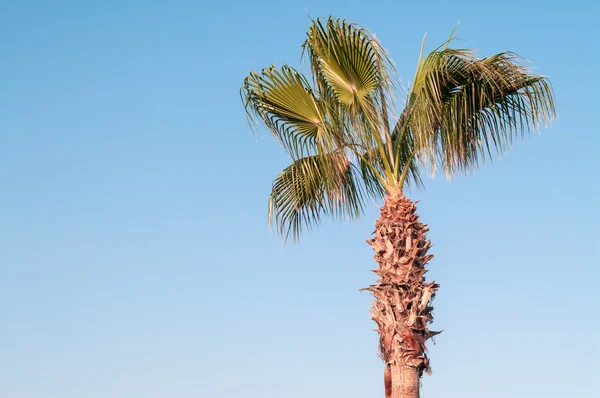 Zielona Palma drzewa po lewej stronie miejsce — Zdjęcie stockowe