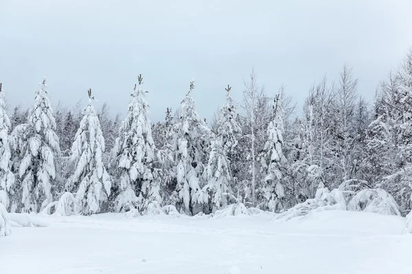 Зимний пейзаж с лесом — стоковое фото