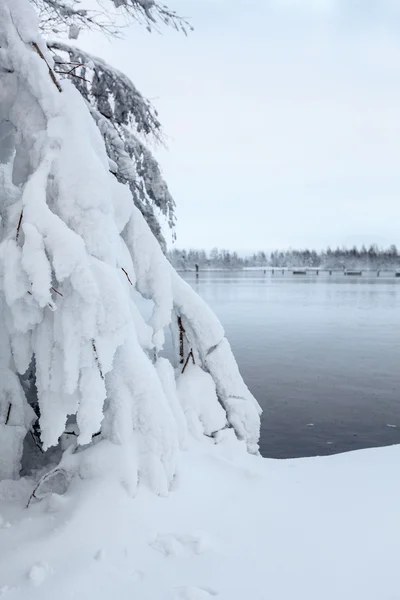 Kış karla kaplı şubeleri — Stok fotoğraf