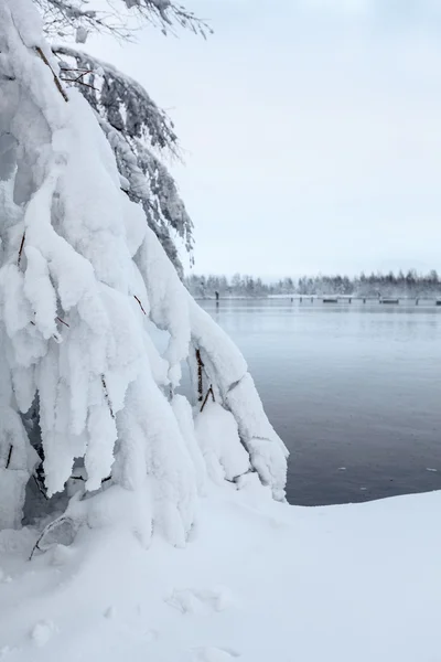 Ramas cubiertas de nieve en invierno — Foto de Stock