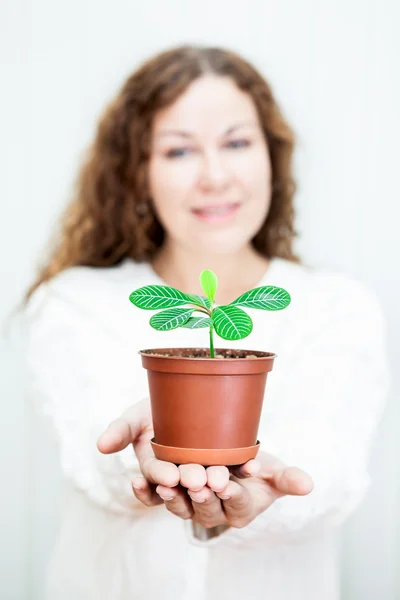 Pequeña planta verde en manos femeninas — Foto de Stock