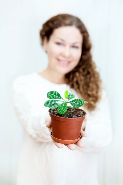 Mosolyogva defocused nő gazdaság zöld növény — Stock Fotó