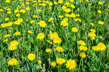 Dandelions çiçekler