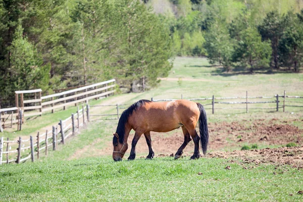 Pâturage des chevaux — Photo