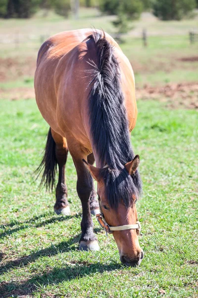 Karmienie konia — Zdjęcie stockowe