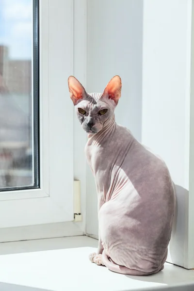 Кошка на подоконнике — стоковое фото