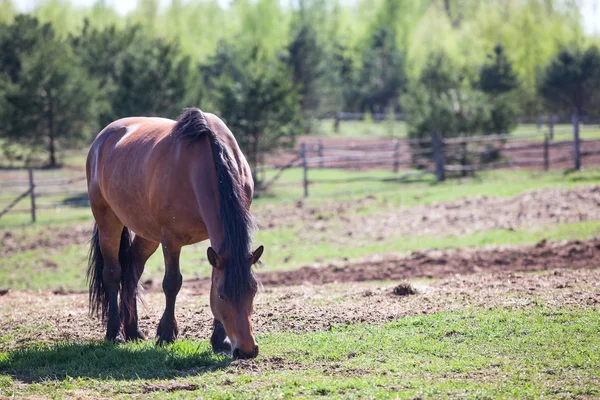 Paard voederen — Stockfoto