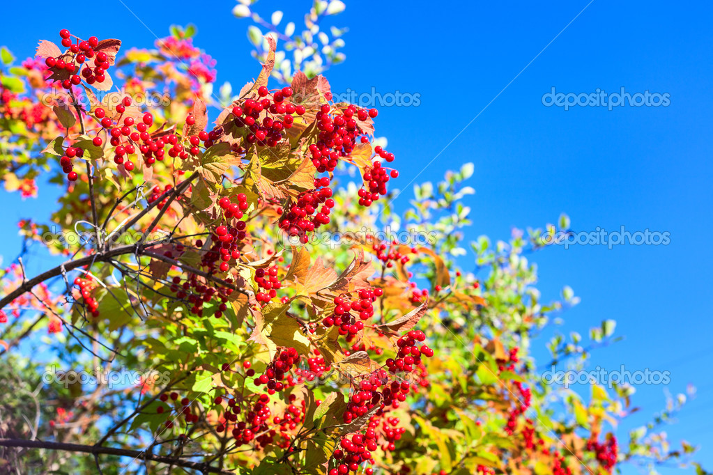 Ripe red viburnum Stock Photo by ©antiksu 49931725