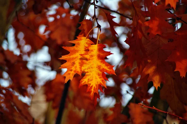 Red oak bladeren — Stockfoto