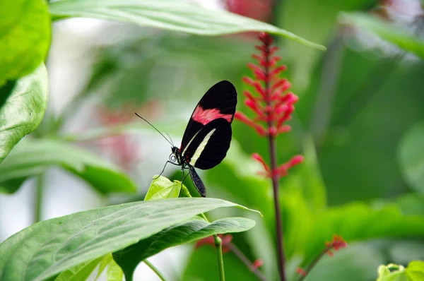Vlinder op blad — Stockfoto