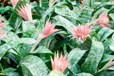 renkli çiçekler arka plan