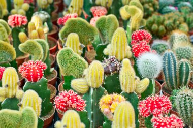 çeşitli kaktüsler arka plan