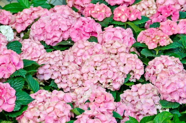Красочные цветы фон — стоковое фото