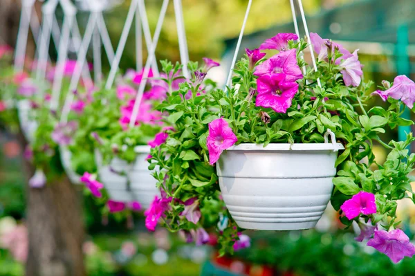 Flowers in pendent flowerpots — Stock Photo, Image