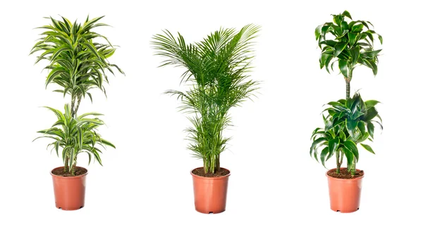 Set of indoor plants — Stock Photo, Image