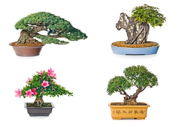 Bonsai-Baum — Stockfoto