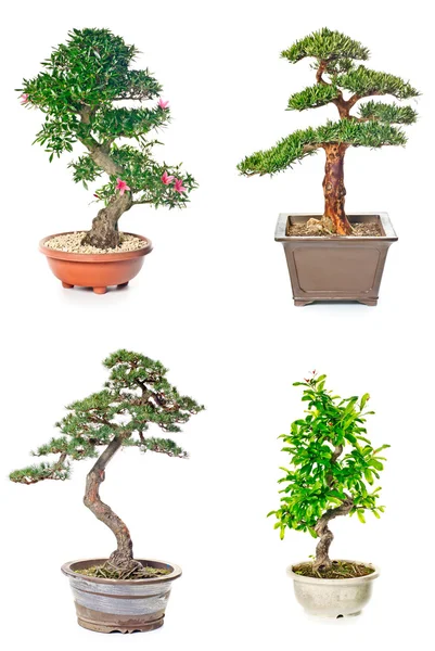 Bonsai-Baum — Stockfoto