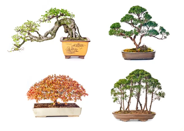 Δέντρο Bonsai — Φωτογραφία Αρχείου